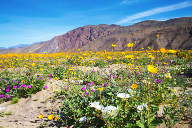 istock Anza-Borrego State Park: Wildflower Desert Bloom 657833204