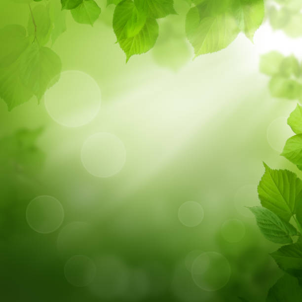 istock Summer morning - abstract background with leaves 657837258