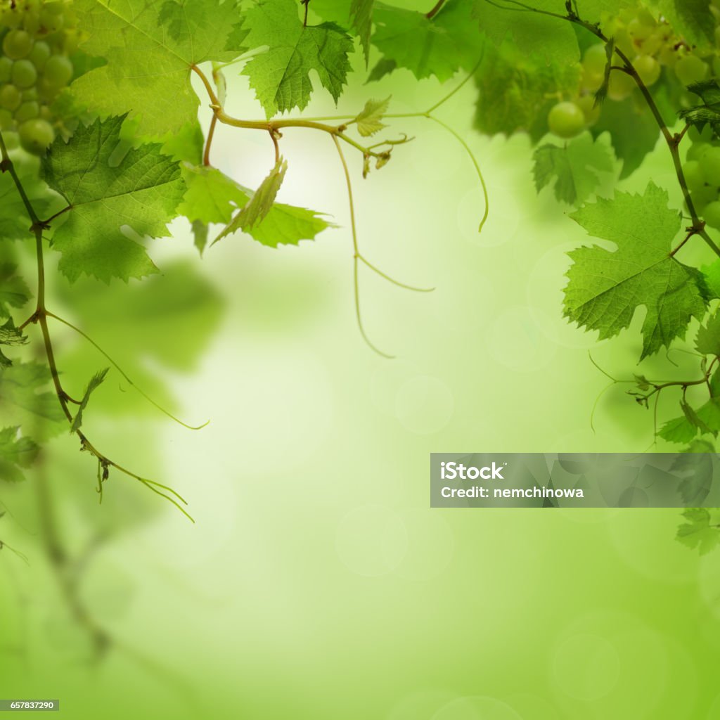 Green background with grape leaves Abstract Stock Photo