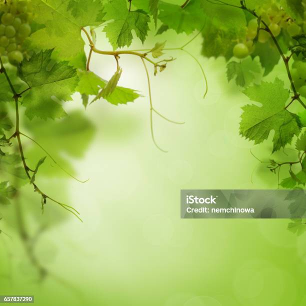 Green Background With Grape Leaves Stock Photo - Download Image Now - Abstract, Apple Tree, Backgrounds