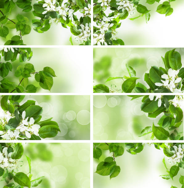 istock Green leaves border, summer and spring set 657837316