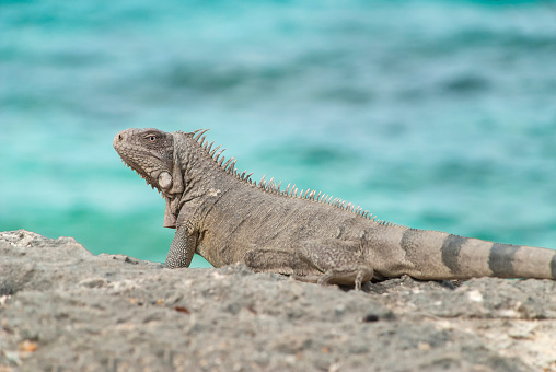 Close-up of a green iguana (Iguana Iguana), Caribbean