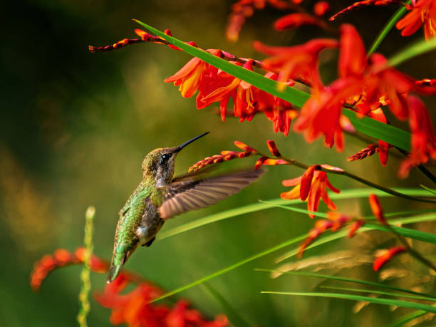 Anna Hummingbird feeding from red crocosmia flowers Anna Hummingbird feeding from red crocosmia flowers crocosmia stock pictures, royalty-free photos & images