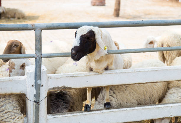 istock The sheep on a farm outdoor 657840492