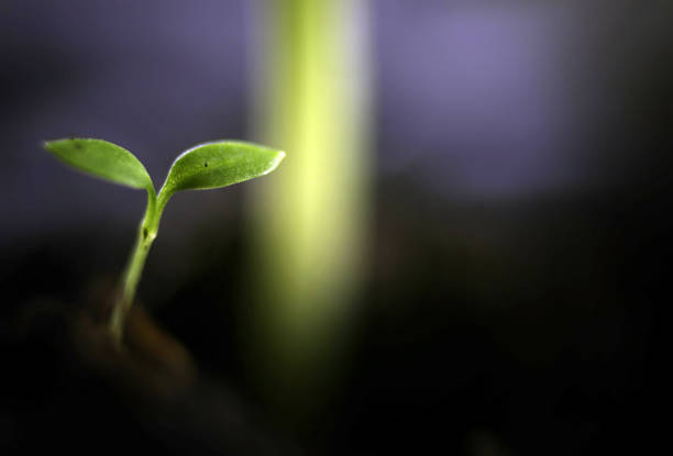 girasol de semilla de plántulas de verano - growth development sunflower progress fotografías e imágenes de stock