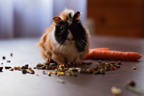 Guinea Pig, Animal, Animal Hair, Animal Nose, Brown