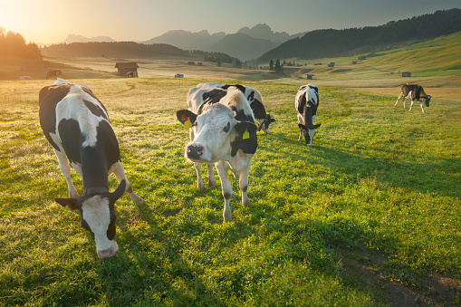 Herd of cows grazing in Alps at beautiful sunrise