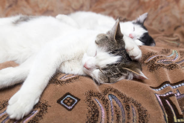 istock Two cats sleep sweetly on the couch 657844430