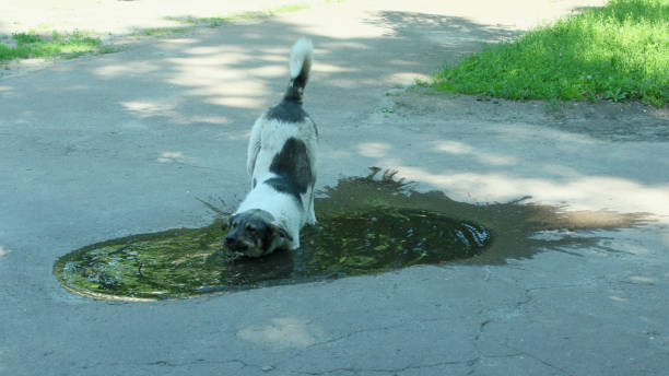 istock Big dog drinking water from poll slaking its thirst 657847452