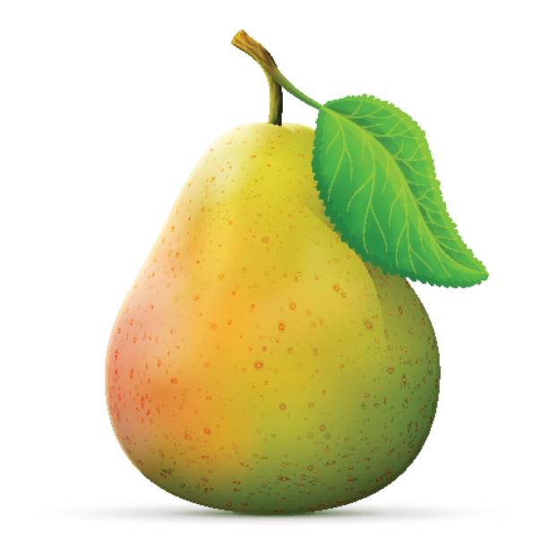 Single pear fruit close up vector art illustration