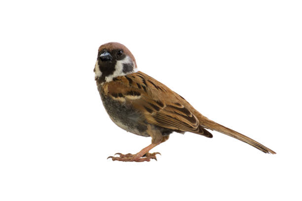 istock Eurasian Tree Sparrow bird sitting in white background. 657850484