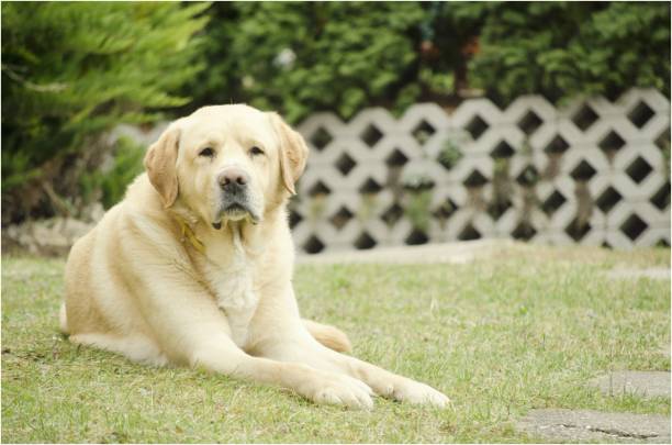 istock old dog in garden 657851638