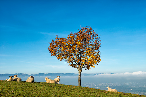 Some sheep lying under a tree at a hill above the foggy Rhine Valley in Vorarlberg, Austria