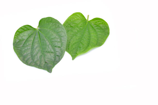 istock Wildbetal Leafbush Green Leafbush. 657854806