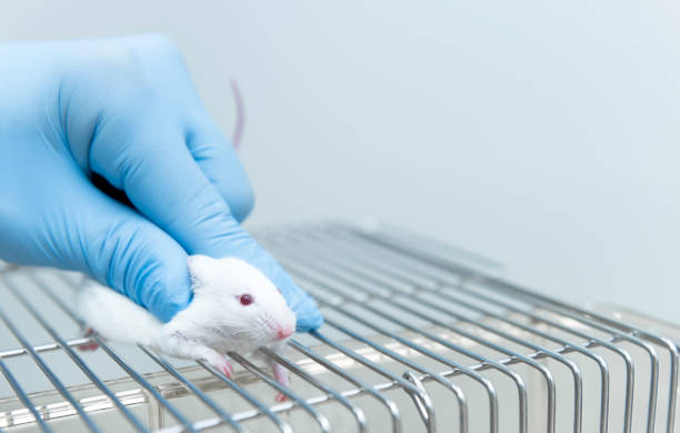 istock Researcher grabs white small experimental mouse for drug injection 657857412