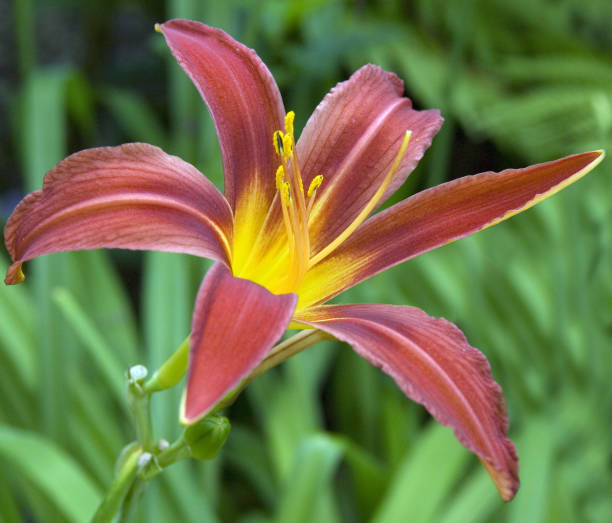 istock Daylily; Hemerocallis; lily; 657859098