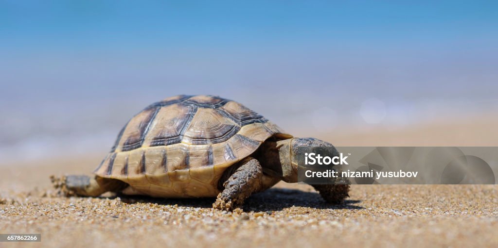 Testudo hermanni tortoiseon a white isolated background beach Hermann's Tortoise Stock Photo