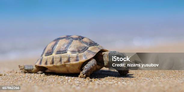 Testudo Hermanni Tortoiseon A White Isolated Background Beach Stock Photo - Download Image Now