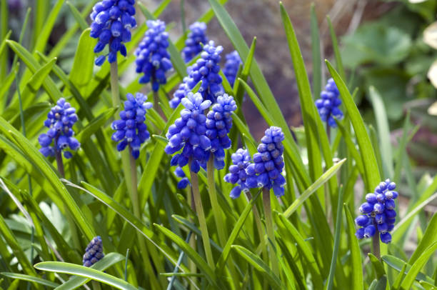 istock Grape Hyacinth; Muscari latifolium 657864578
