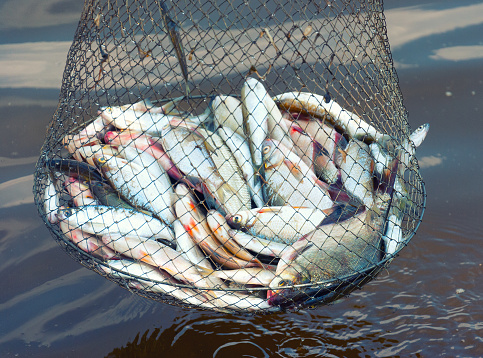 Catch Fish In The Corf On The River In Summer Stock Photo - Download Image  Now - Fishing Net, Fish, Fish Farm - iStock
