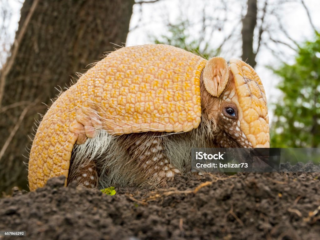 Amradillo in a forest Southern three-banded armadillo - Tolypeutes matacus - on the ground Three-banded Armadillo Stock Photo