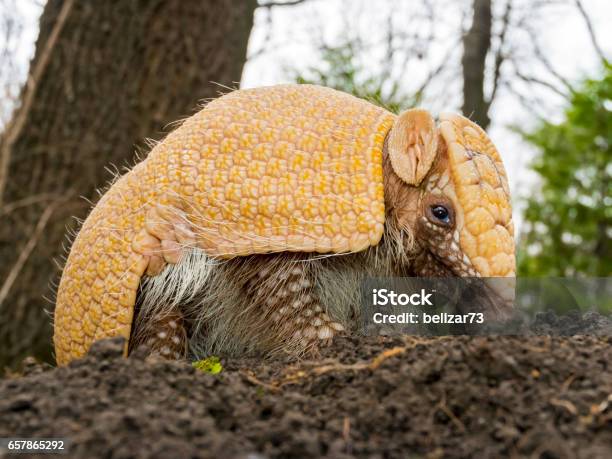 Amradillo In A Forest Stock Photo - Download Image Now - Three-banded Armadillo, South, Armadillo