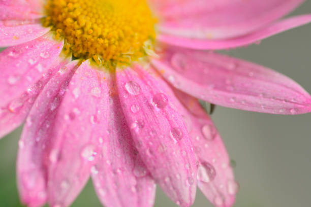 Macro blur texture of pink colored daisy flower surface with water droplets in horizontal frame