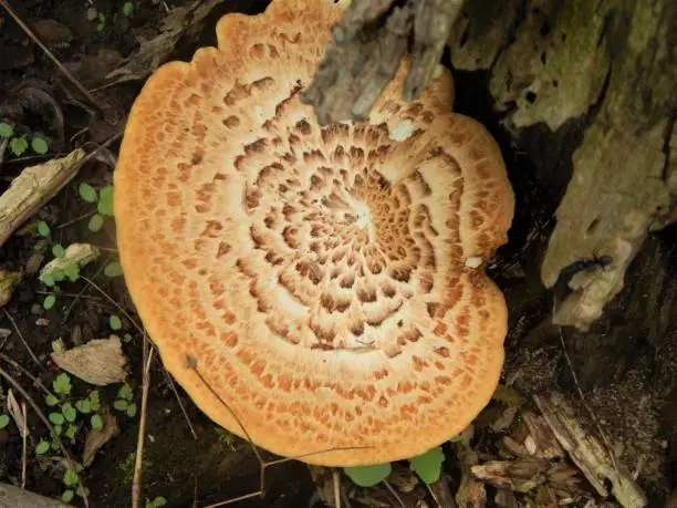 Photo of Dryad's Saddle Mushroom Fruiting