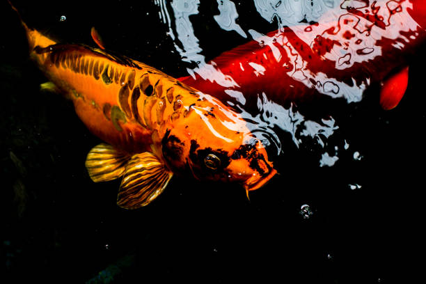 istock Koi fish multiple moving motion blur on the dark water. 657874402