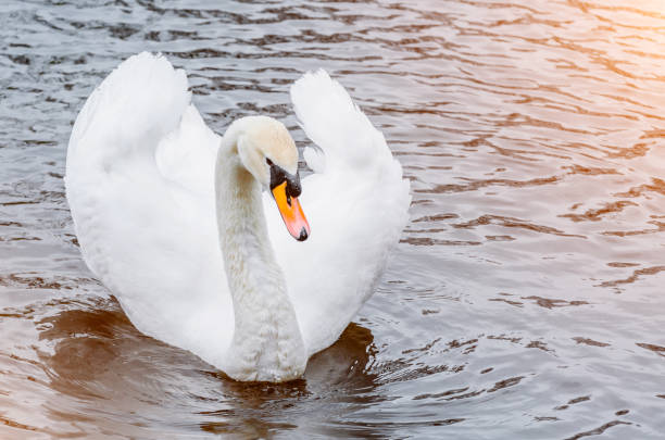 istock Beautiful white swan on a pond in the water, evening light 657874424