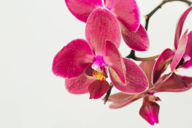 istock Phalaenopsis orchid flowers isolated on white background. 657874736