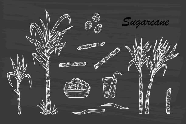 hand gezeichnet-zuckerrohr-set. zuckerrohr pflanzen, stiele, blätter, saft und zucker würfel. vektor-illustration - cane sugar stock-grafiken, -clipart, -cartoons und -symbole