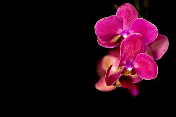 Photo of Beautiful pink orchid on black background.