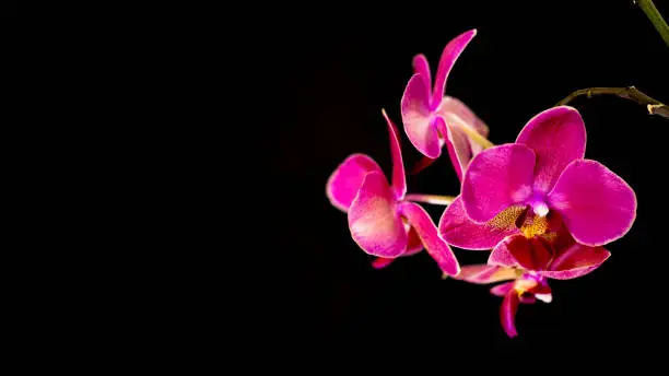 Photo of Beautiful pink orchid on black background.