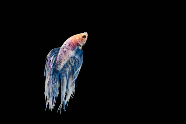 istock Betta fish, moving moment of Siamese fighting fish, fighting fish. 657877158