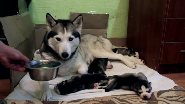 Siberian Husky lies with puppies and drinks water.