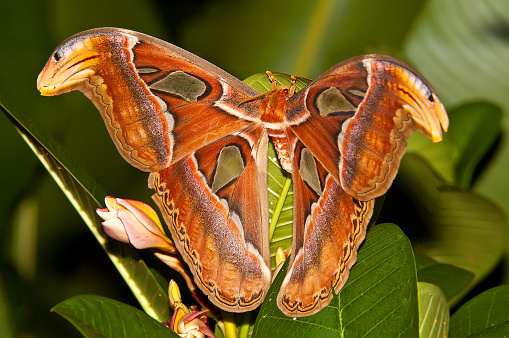 Night butterfly Atlas moth or Attacus atlas the biggest butterfly, Thailand.