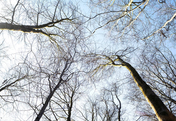 olhando para o dossel de árvores nuas decíduos contra o céu - treetop sky tree tree canopy - fotografias e filmes do acervo