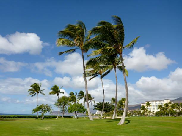 istock Coconut Trees on Grass Field in park at Ko Olina 657889828