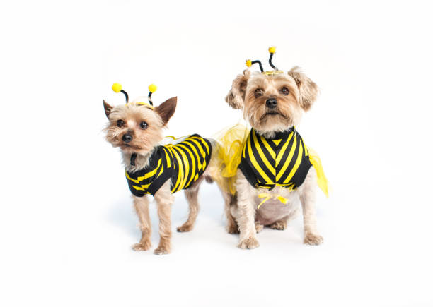 3 do yorkie abelha - spring isolated on white studio shot looking at camera - fotografias e filmes do acervo