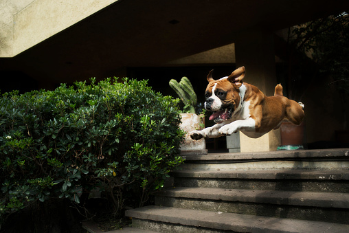 A boxer dog fetches the ball with a jump over some steps.