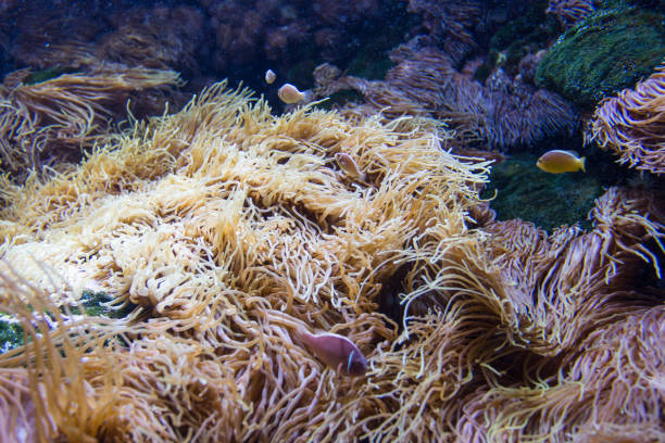 istock Anemone and Pink clownfishes 657893730