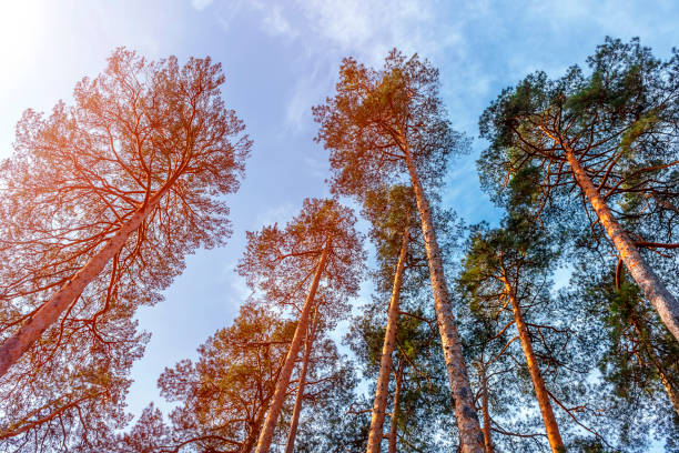 istock Crown of pines on blue sky background 657894140