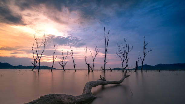istock Death trees in the lake 657895564