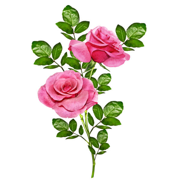 istock flower buds of roses 657895736