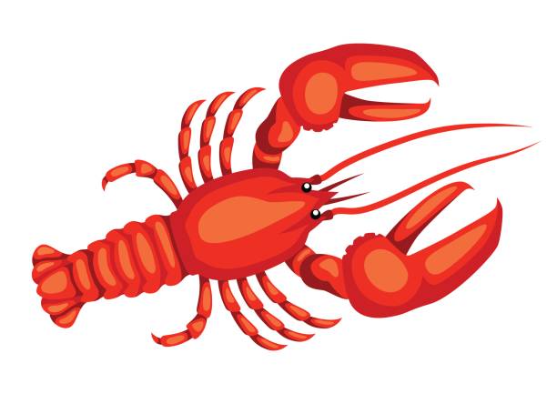 ilustraciones, imágenes clip art, dibujos animados e iconos de stock de langosta roja. aislados ilustración de pescados y mariscos en fondo blanco - lobster