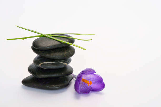 istock grey black crain zen stones with spring saffron crocus on white emty copy space background 657900654