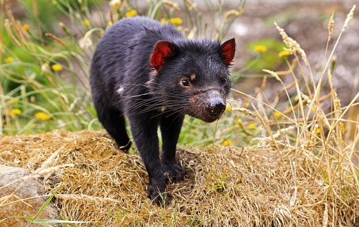 Tasmanian Devil awaiting feeding time in wildlife sanctuary near Hobart, Tasmania, Australia.  Species has been endangered as they are suffering of rare form of oral cancer and are in danger of becoming extinct