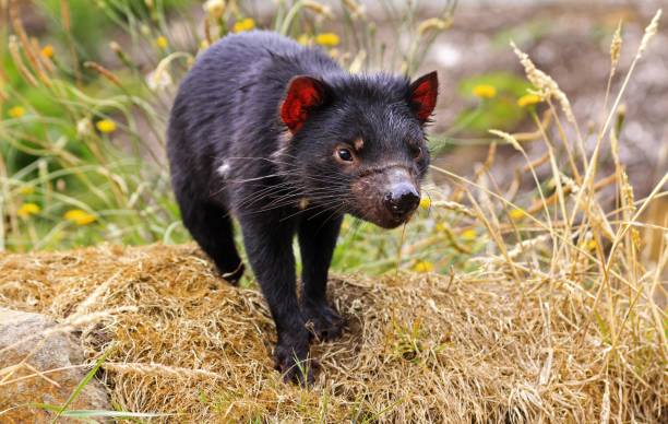 Tasmanian Devil Tasmanian Devil awaiting feeding time in wildlife sanctuary near Hobart, Tasmania, Australia.  Species has been endangered as they are suffering of rare form of oral cancer and are in danger of becoming extinct tasmanian stock pictures, royalty-free photos & images