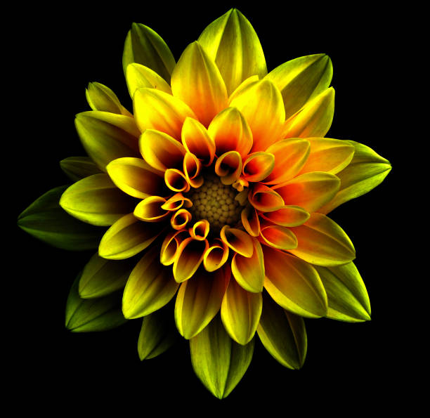 istock Surreal chrome gold and red dahlia macro isolated on black 657907986